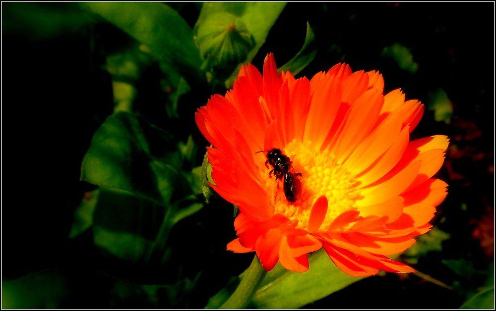 schwarz-rot-gold im Garten von estnoh 