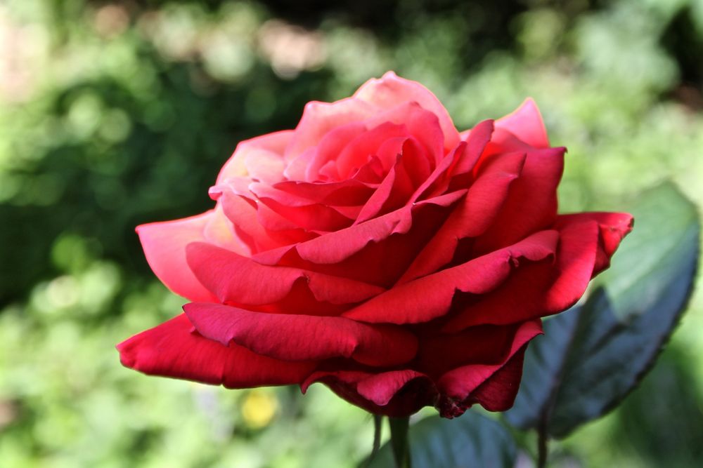 eine Rose ist eine Rose ist eine Rose Bild & Foto von Artemisia1 aus 06 Rosen Fotografie eine Rose ist eine Rose ist eine Rose Bild & Foto von Artemisia1 aus 06 Rosen Fotografie