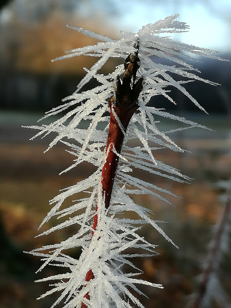 ice thorns von s.stark7014