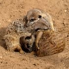 04_Erdmännchen im Zoo Hannover