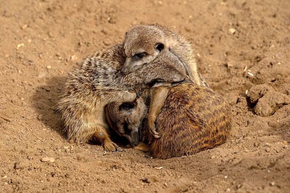 04_Erdmännchen im Zoo Hannover