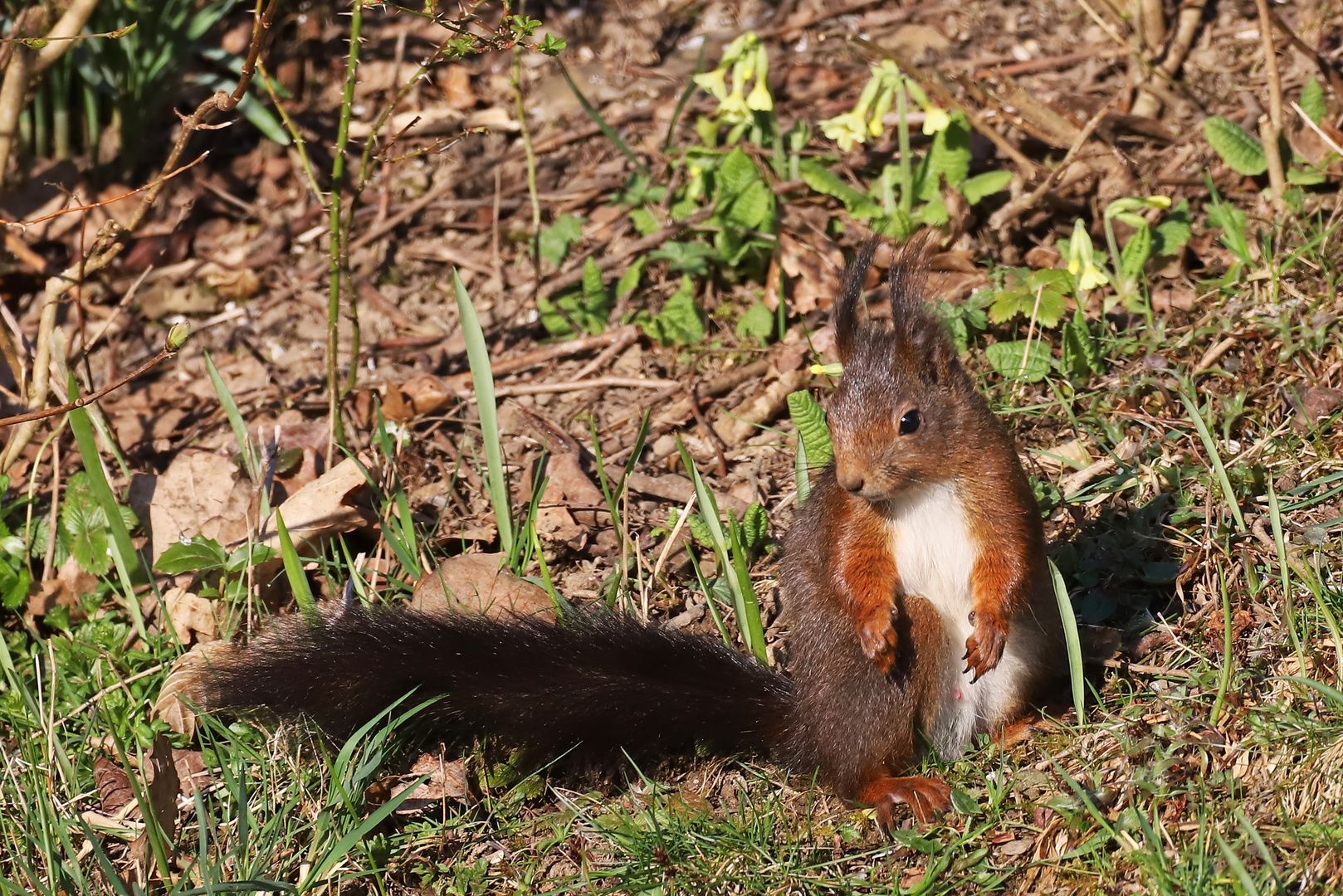 05 Eichhörnchen (23.03.2022_IMG_6206_ji)