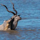 05. Jagt auf eine Kudu-Antilope durch Hyänen im Etosha National Park in Namibia