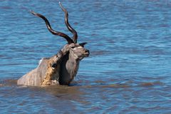 05. Jagt auf eine Kudu-Antilope durch Hyänen im Etosha National Park in Namibia