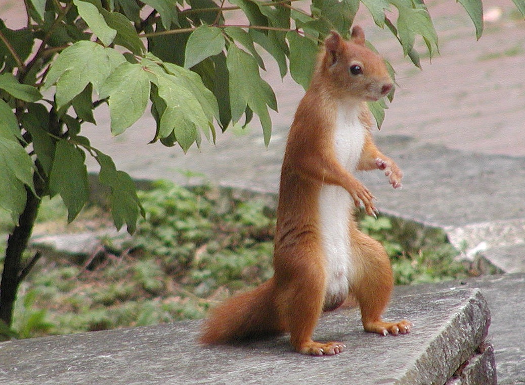 05-P6217160 - Eichhörnchen macht Männchen 1038