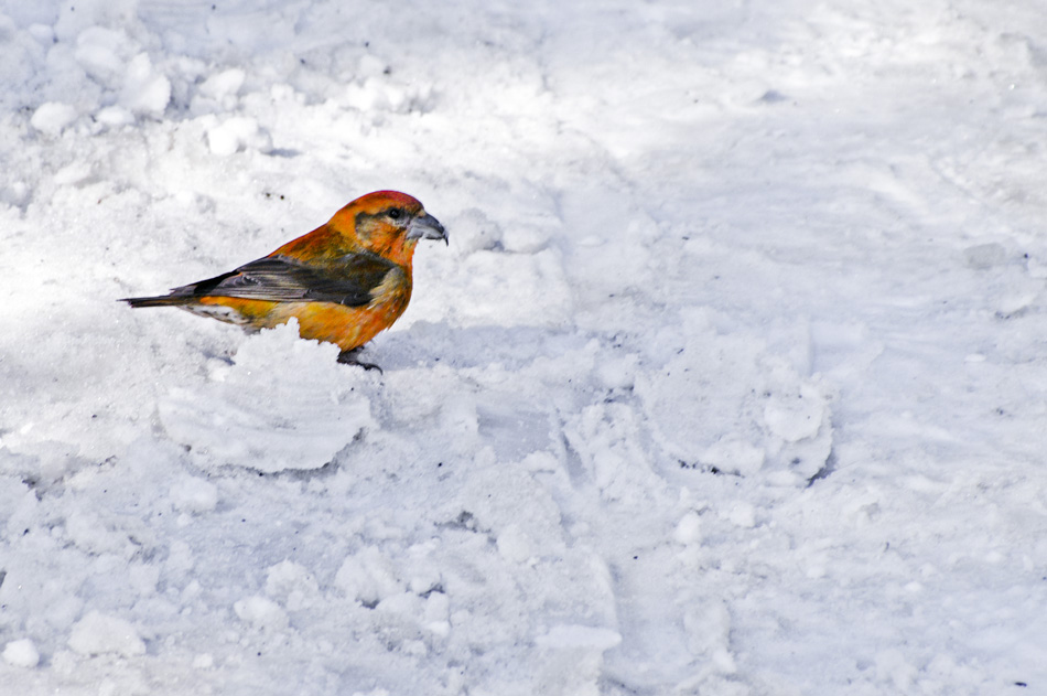 (05)  Winterspaziergang