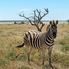 05. Zebra im Etosha 