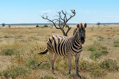 05. Zebra im Etosha 