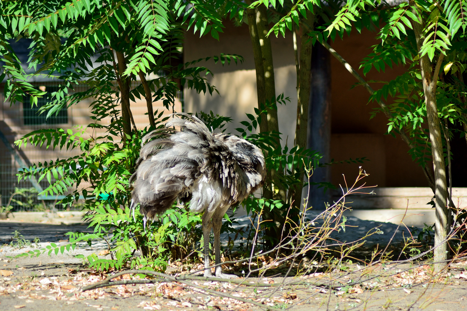 05 Zoo Frankfurt 2018