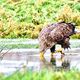 Seeadler (2)