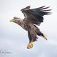 Adler im Anflug 