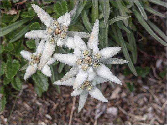 051 (08) Edelweiss_Heinz-Schaub