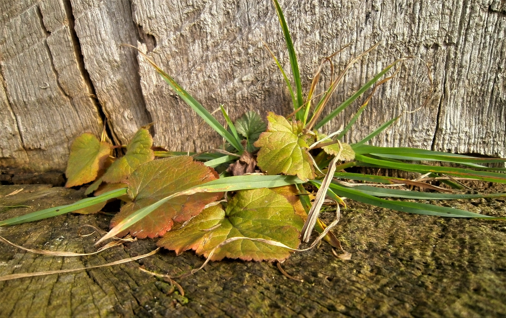 051  und neues Leben blüht aus den Ruinen