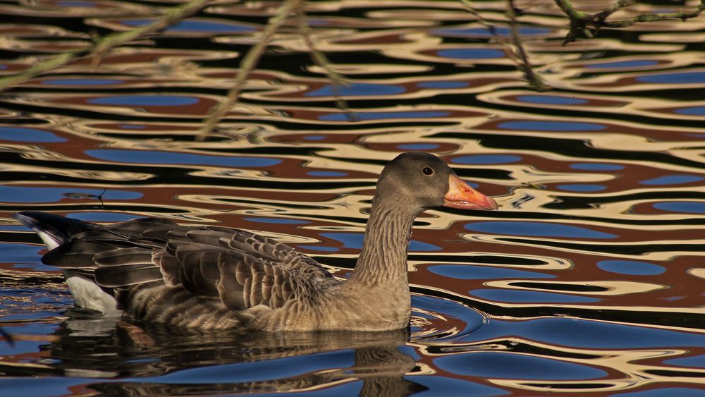 Gans im schillernden Wasser von Manfred Wiesinger 