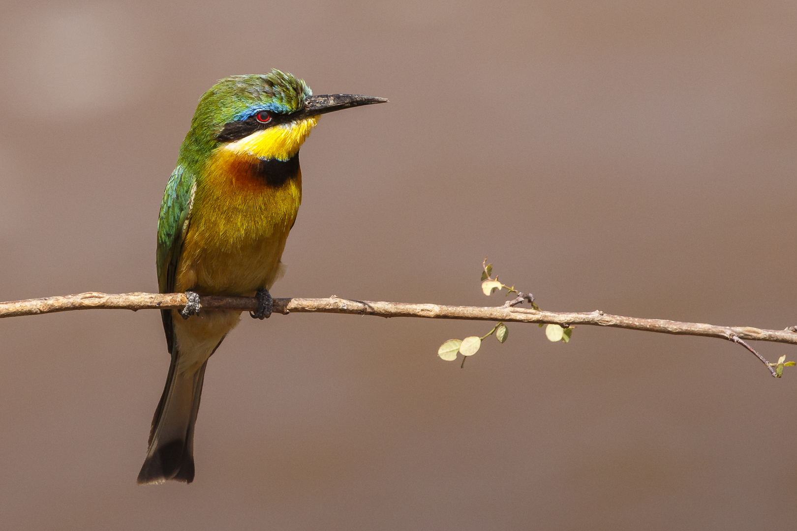 052 - 20160912 - Masai Mara - CS8A4260