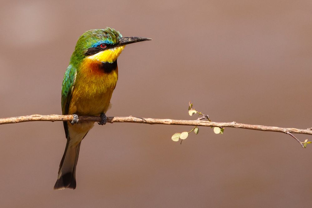 052 - 20160912 - Masai Mara - CS8A4260