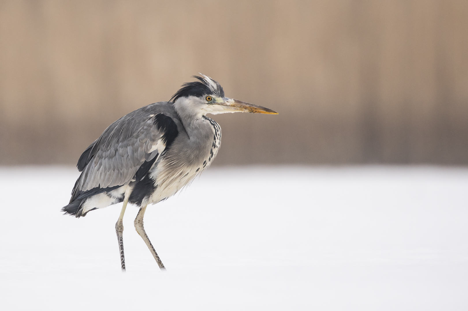 052 - 20180127 - Tschechien-Graureiher - _U8A7843