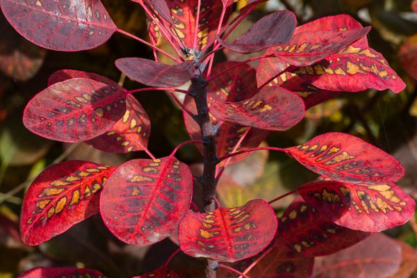 052 Perückenstrauch_Heinz Schaub