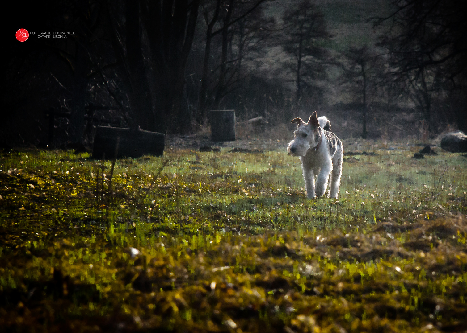 #0521 #fotografieblickwinkel #benji #hundeshooting #rassehund #3