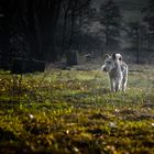 #0521 #fotografieblickwinkel #benji #hundeshooting #rassehund #3