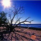 0525 Gegenlicht am Strand 