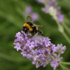 0526 Hummel auf Lavendelblüte