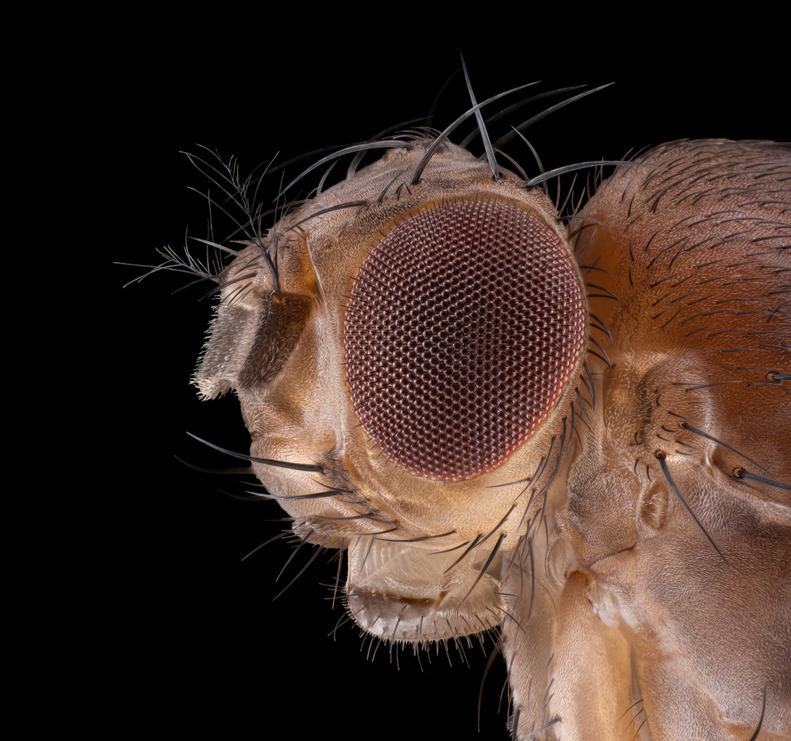 05270_D810_Mitutoyo10_12zu1_Drosophila_0p005_01