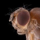 05270_D810_Mitutoyo10_12zu1_Drosophila_0p005_01