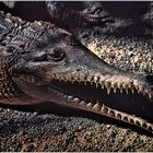 0529 Alligator 