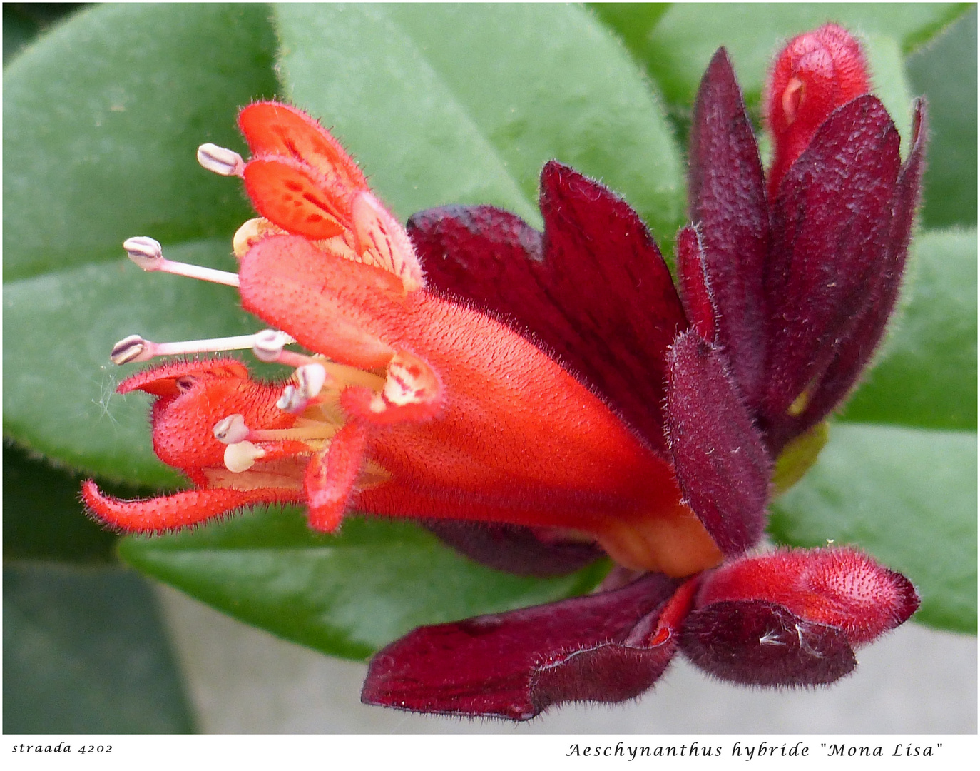 053-2024 Aeschynanthus "Mona Lisa" 