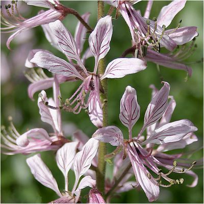 053 (32) Diptam_Heinz Schaub