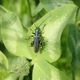 Grner Scheinbockkfer (Oedemera nobilis) - Mnnchen