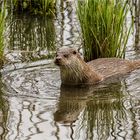 054 / 2017 - Otter