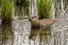 054 / 2017 - Otter