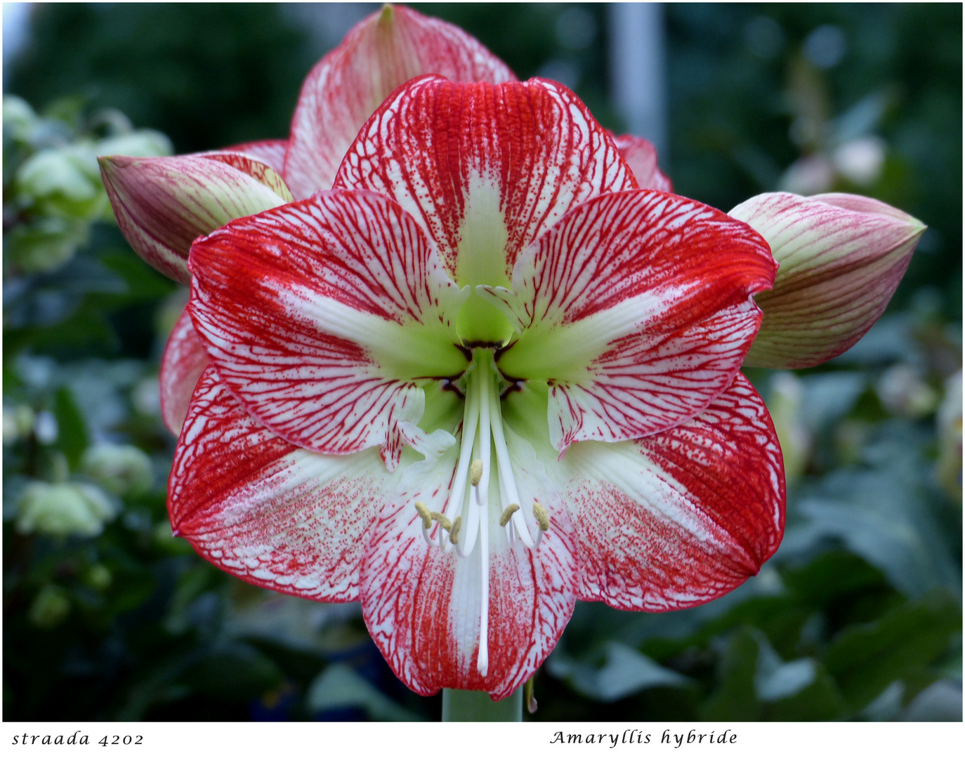 054-2024 Amaryllis hybride 