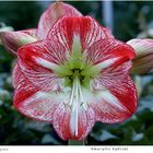 054-2024 Amaryllis hybride 