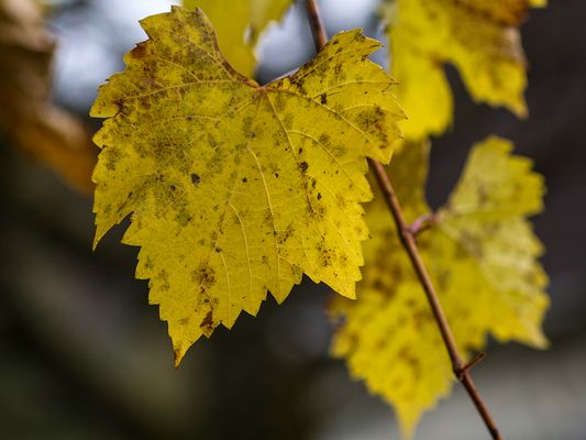 054 Rebenblatt_Heinz Schaub