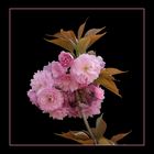 055 PRUNUS GLANDULOSA