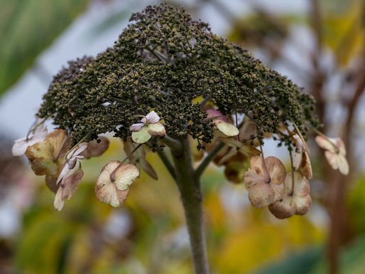 055 Verblühte Hortensie_Heinz Schaub