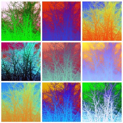 05/52 Die Wandlungsfähigen