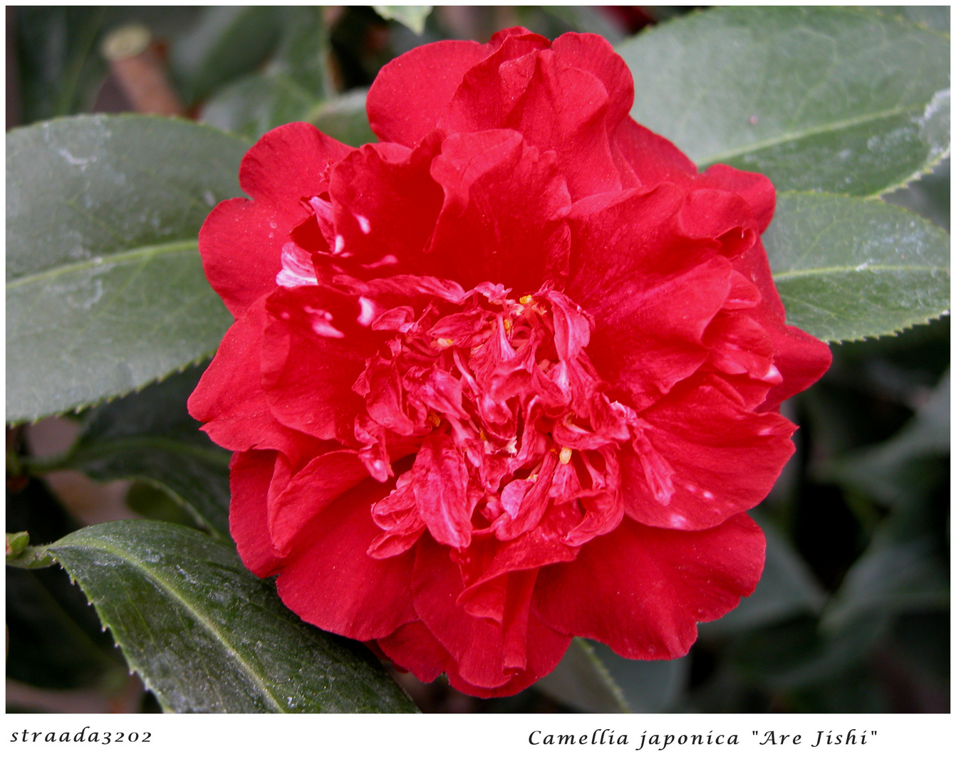 056-2024 Camellia "Are Jishi"