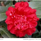 056-2024 Camellia "Are Jishi"