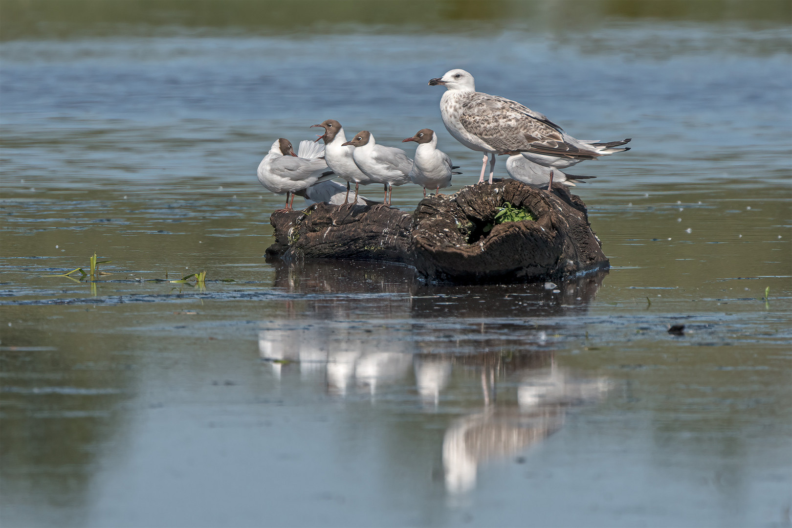 056_Winzlar / Steinhuder Meer