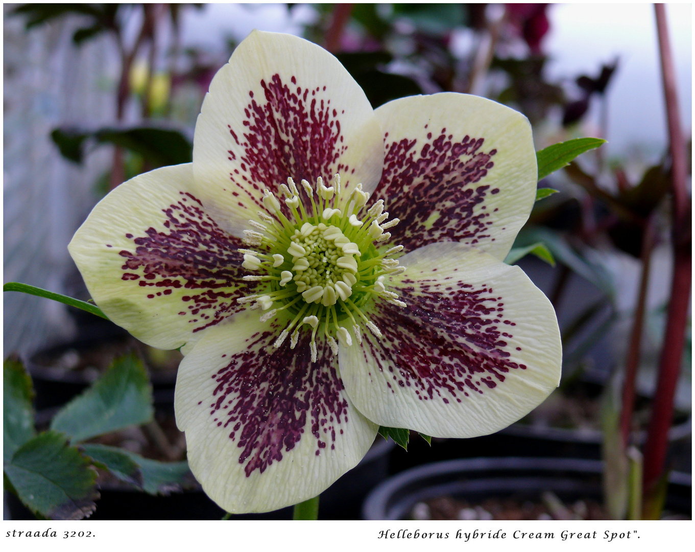 057-2024 Helleborus "Cream Great Spot"