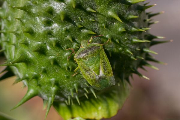 057 Grüne Reiswanze_Heinz Schaub