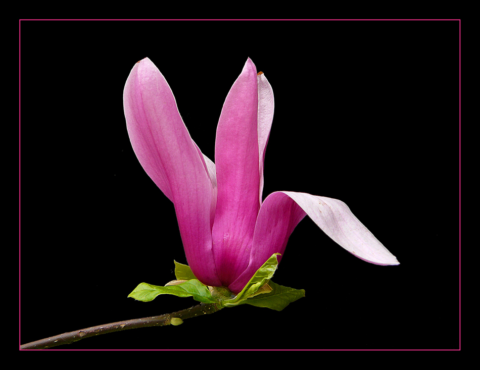 057 MAGNOLIA LILIIFLORA