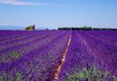 C'était l'été à Valensole ..... de Dream30 