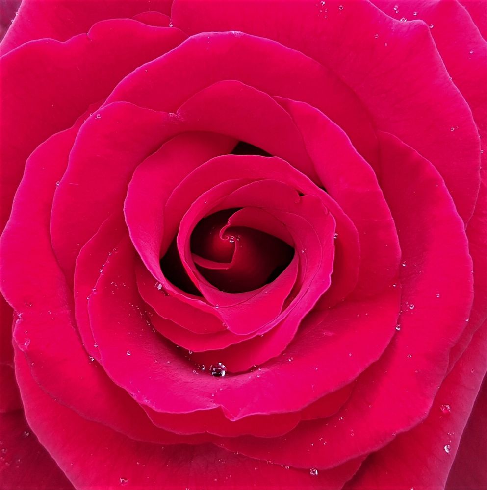 'A rose is a rose is a rose' von Nightrod