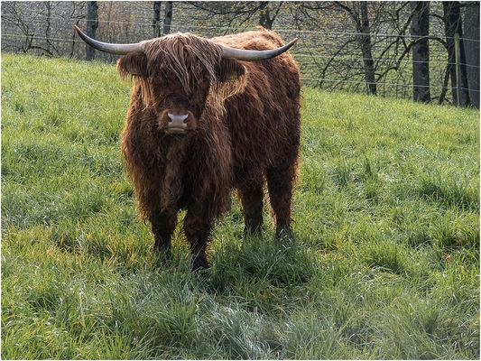 058 (05) Hochlandrind_Heinz Schaub