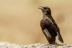 058 - 20160908 - Lake Nakuru - CS8A0629